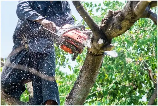 tree services Manchester